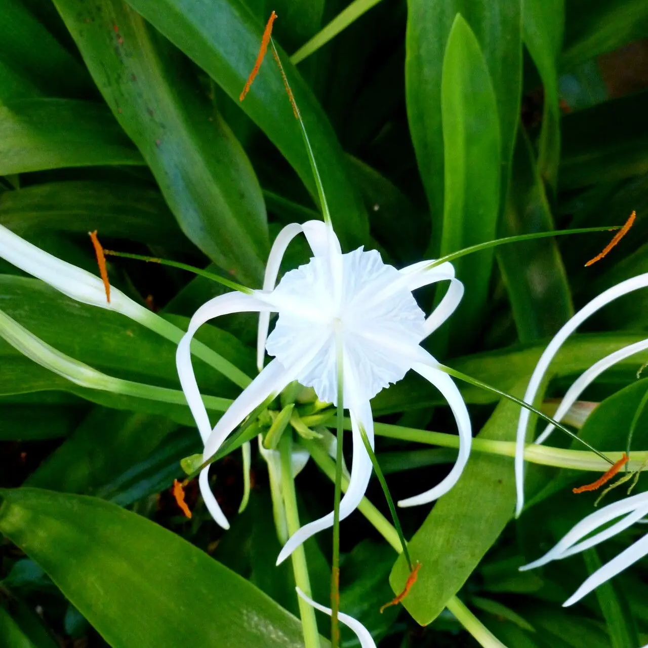 May Flowers Horticulture Installation 93